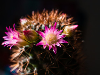 Closeup Shot of a cactus with pink buds