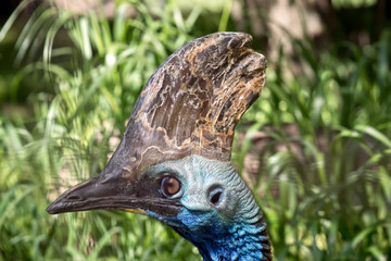 cassowary
