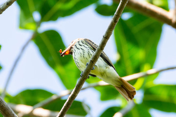 Papamoscas Rayado Común