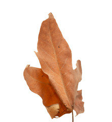 Leaf on white background