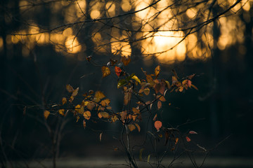A bush with yellow, red, and green leaves beside a lake is dramatically backlit  by the setting sun
