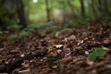 Blurred image of a pile of dry leaves under the trees