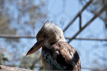 blue winged kookaburra