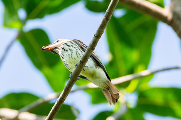 Papamoscas Rayado Común