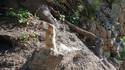 Chipmunk in the Wildlife