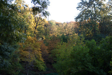 Fototapeta premium Autumn foliage on the park hill