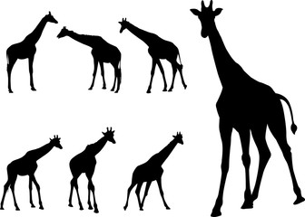 giraffes silhouettes collection - vector