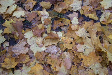 Yellow and brown maple leaves covering ground in park