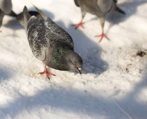 Pigeons in snow