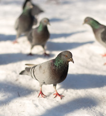 Pigeons in snow