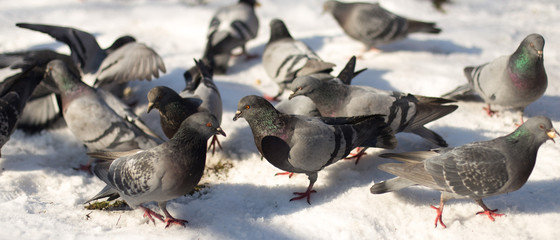 Pigeons in snow