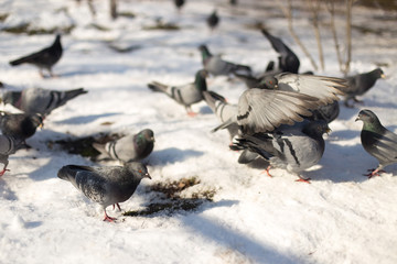 Pigeons in snow