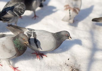 Pigeons in snow