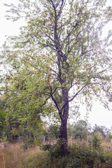 Magnificent tall tree in the middle of the nature full of berries in small village in europe