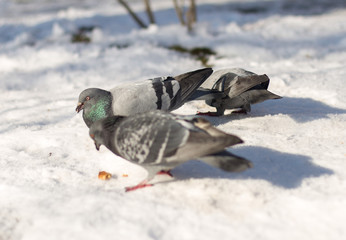 background, snow, blue, white, isolated, beautiful, park, nature, color, blue, black, symbol, day, close, winter, city, bird, wing, feather, beauty, portrait, close-up, natural
