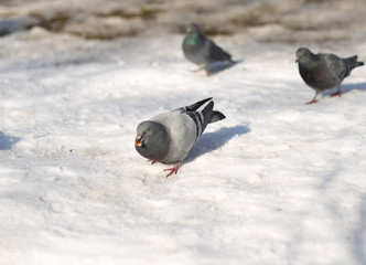 background, snow, blue, white, isolated, beautiful, park, nature, color, blue, black, symbol, day, close, winter, city, bird, wing, feather, beauty, portrait, close-up, natural