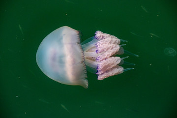 jellyfish 15
