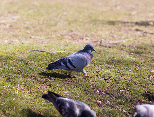 pigeons looking for food
