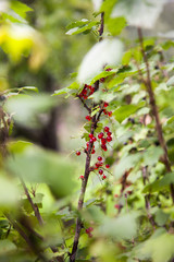 Mountain currant or alpine currant ( ribes alpinum) - branch with the ripe fruits.