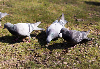 pigeons looking for food