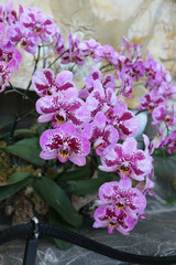 pink orchids in full bloom