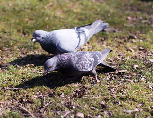 pigeons looking for food