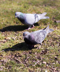pigeons looking for food