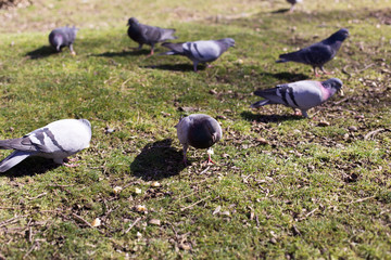 pigeons looking for food