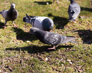 pigeons looking for food