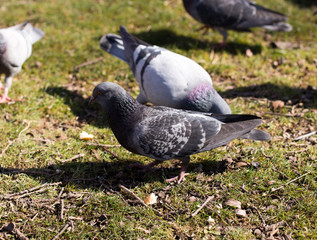pigeons looking for food