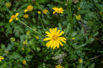 yellow flower on the grass