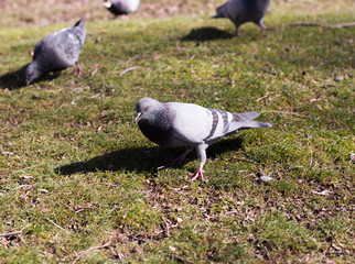 pigeons looking for food