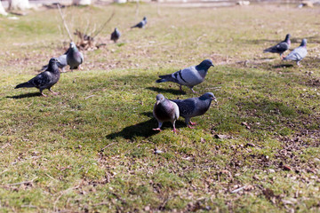 pigeons looking for food