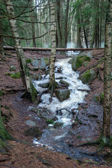 spring is waking the forest up