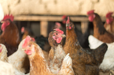 domesticated hen in a cage