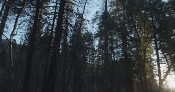 Yosemite pan from trees to El Capitan profile, shot in 10 bit C4K