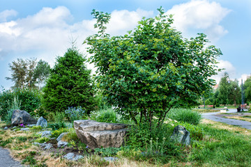 Lawn, trees,  stones in summer park under blue cludy sky.