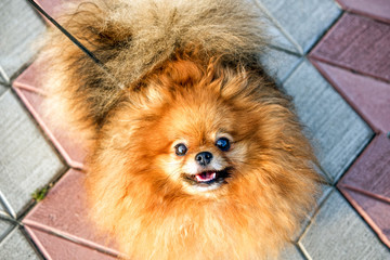 Cute small Pomeranian spitz doggy in summer, smiling.