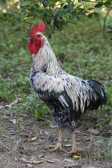 Rooster