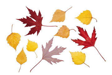 Red maple and yellow birch leaves on white background, isolated, close-up