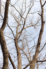 shriveled tree