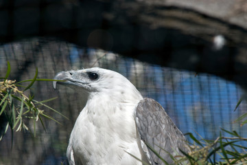 sea eagle