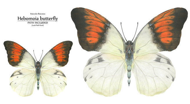 Watercolor illustration Hebomoia butterflies