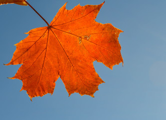 Autumn Leaf