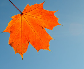 Autumn Leaf