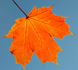 Autumn leaf