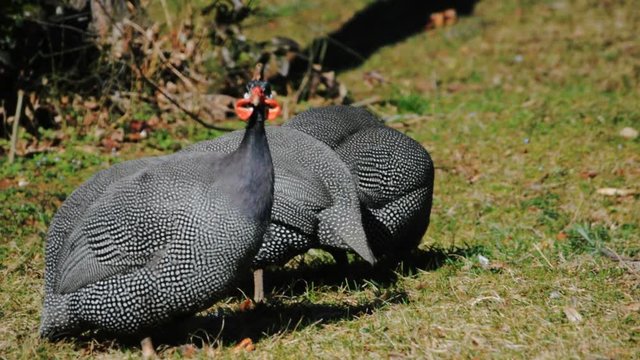 Guinea fowl on the grass.The guinea fowl grazed on the meadow. Poultry, farm, agriculture.3