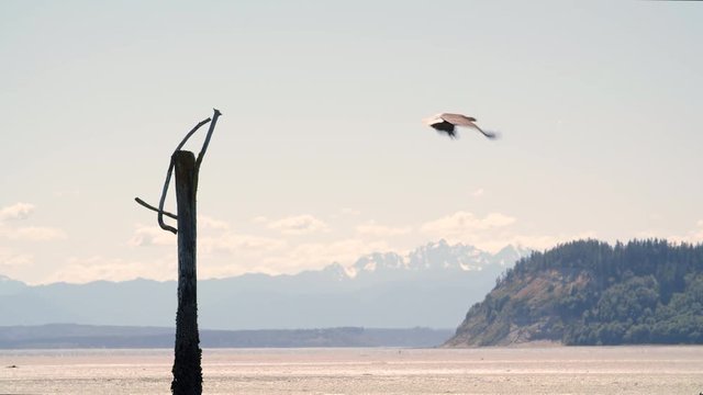 Bald Eagle Spreading Wings to Fly at Washington Beach