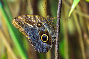 Owl Butterfly with green background. Owl butterflies are protected species in Mexico. Cloaseup on delicate wings