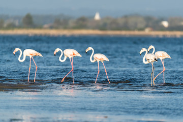Obraz premium Flamingi w delcie Ria de Aveiro
